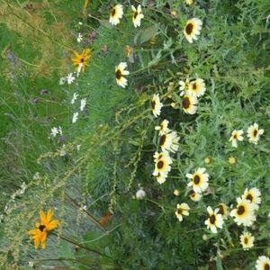 Meet your Posher, Harriet